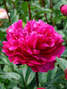 Peony Red Sarah Bernhardt