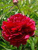 Peony Red Sarah Bernhardt