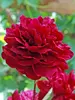 Peony Red Sarah Bernhardt