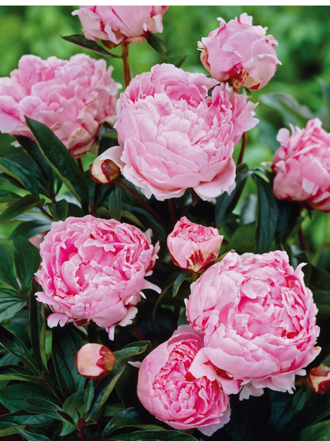 Peony Sarah Bernhardt Bluestone Perennials