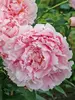 Peony Sarah Bernhardt