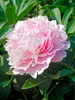Peony Sarah Bernhardt
