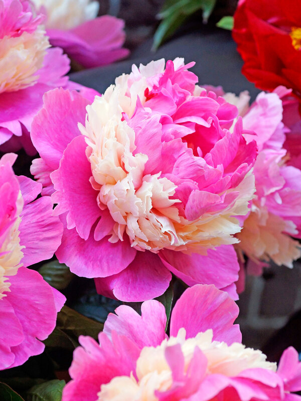 Peony Sorbet