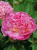 Peony Sorbet