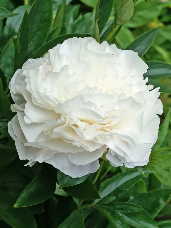 Peony Shirley Temple