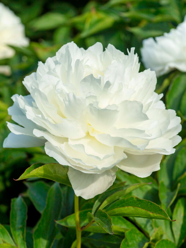 Classic Pink Peonies by New Vintage Handbags