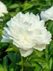 Peony Shirley Temple