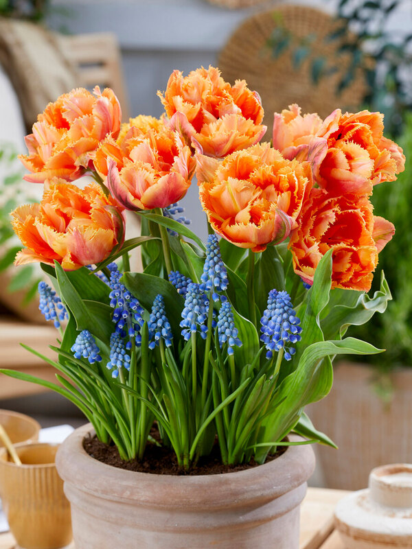 Patio City Garden Royal Dutch