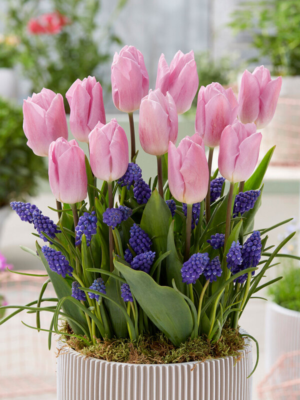 Patio City Garden Sweet Patio