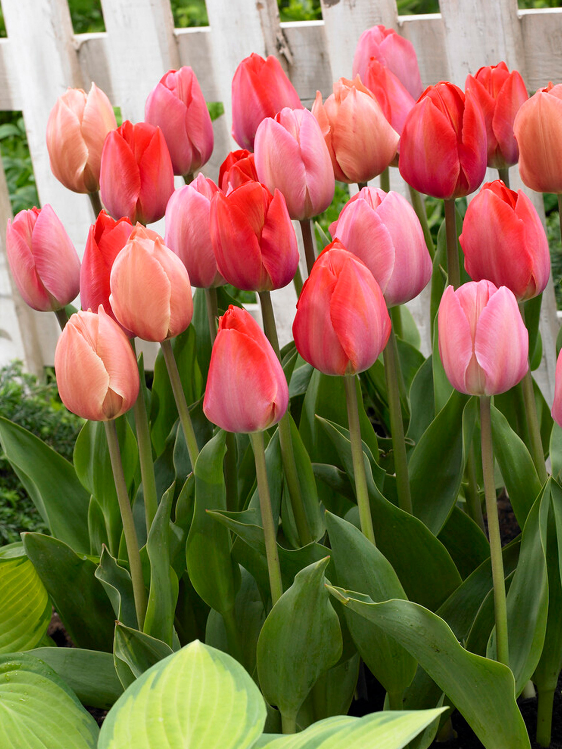 Tulip Pink Promise Landscape Bag | Bluestone Perennials