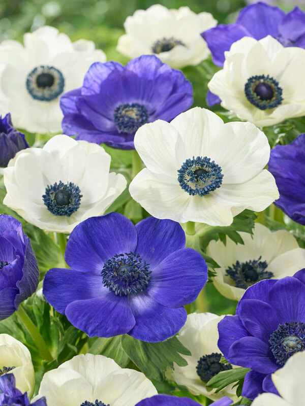 Anemone Ocean Pearl