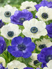 Anemone Ocean Pearl