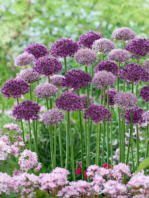 Perfect Partners Allium Skyline