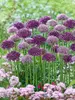 Perfect Partners Allium Skyline