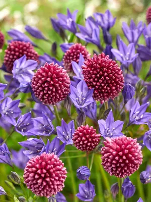 Link to Butterfly Collector Bulb Blend