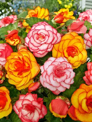 Link to Begonia Peach &amp; Lychee