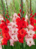 Gladiolus Cherry Cherish