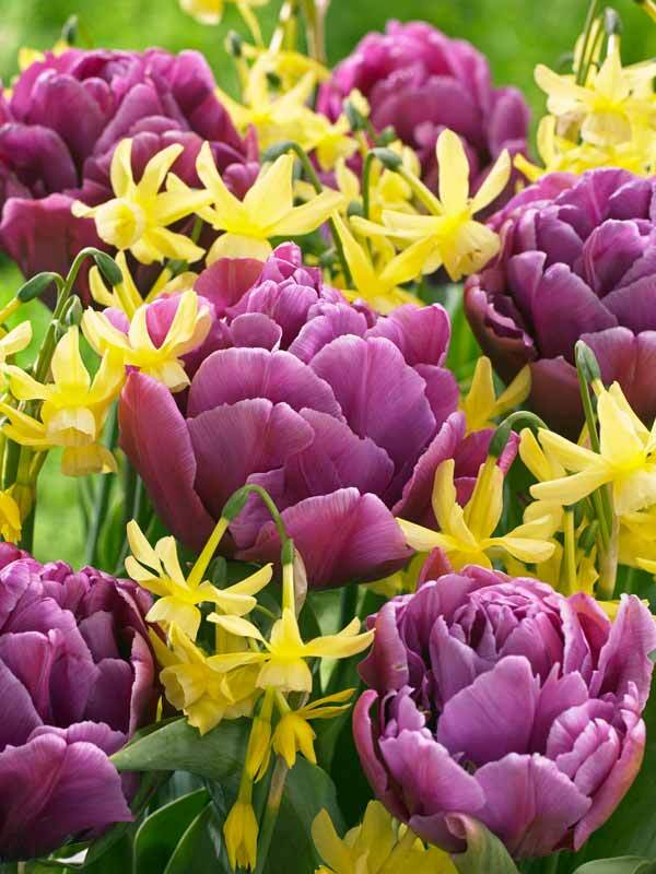 Perfect Partners Double Dance