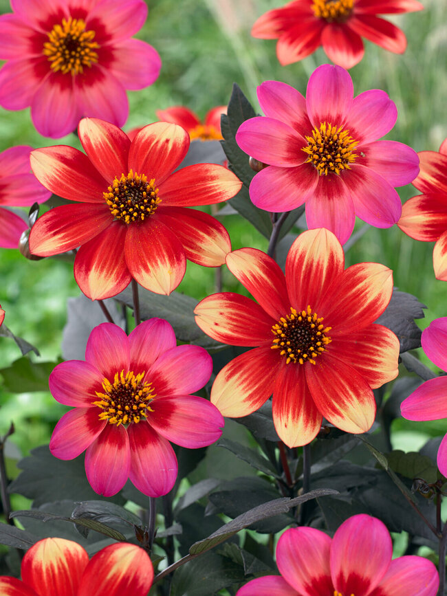 Perfect Partners Dahlia Indian Summer