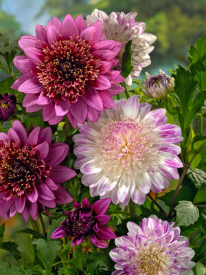 DAHLIAさん専用 Dahlia variabilis Dahlightful® 'Sultry Scarlet' G13525