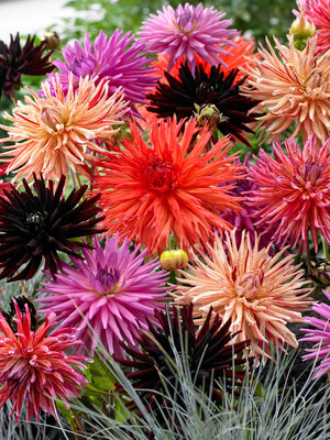 BPPDO-0-Perfect-Partners-on-