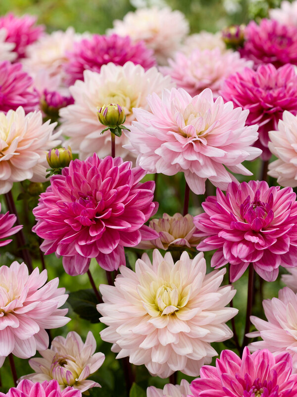 Dahlia Pink Pop Blend