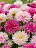 Dahlia Pink Pop Blend