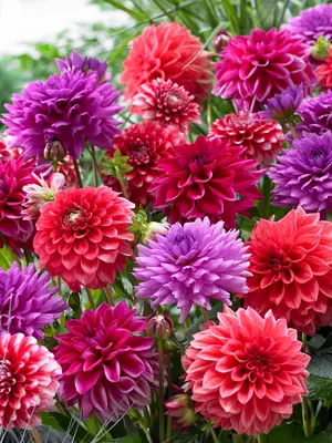Link to Dahlia Tropical Punch Blend