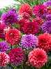 Perfect Partners Dahlia Tropical Punch Blend