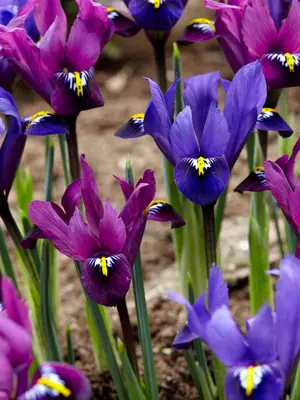 Link to Iris Fraternal Twins