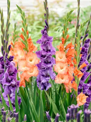 Link to Gladiolus Tropical Tango
