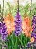 Perfect Partners Gladiolus Tropical Tango