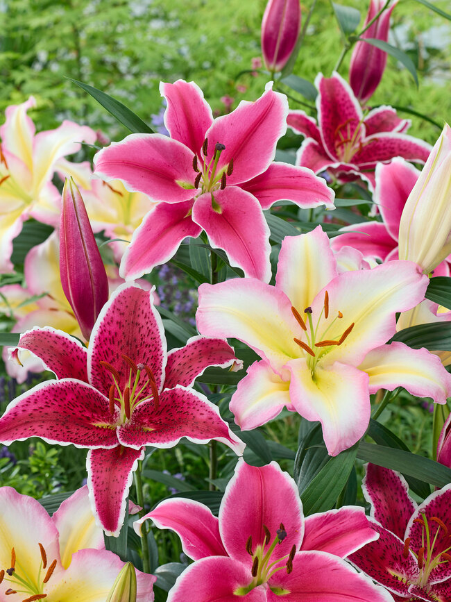 single lily flower 15" Day Lily Spray | Pink | Artificial | 12 pieces