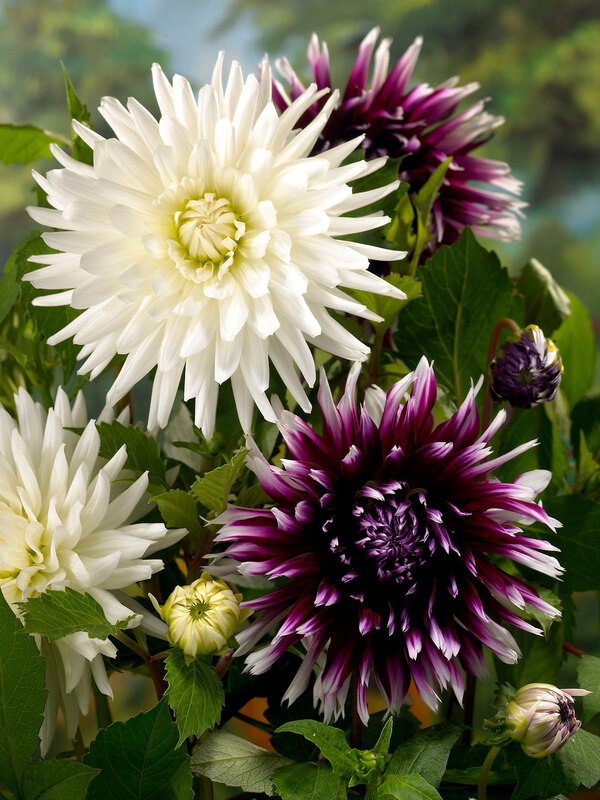 Perfect Partners Dahlia Moonlight Magic