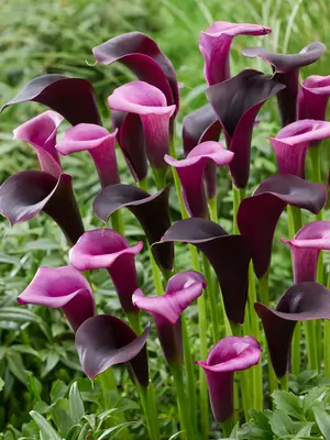Link to Calla Midnight Symphony