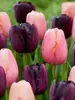 Perfect Partners Night's Blush Tulips