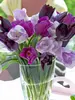 Perfect Partners Plum Pudding Tulips