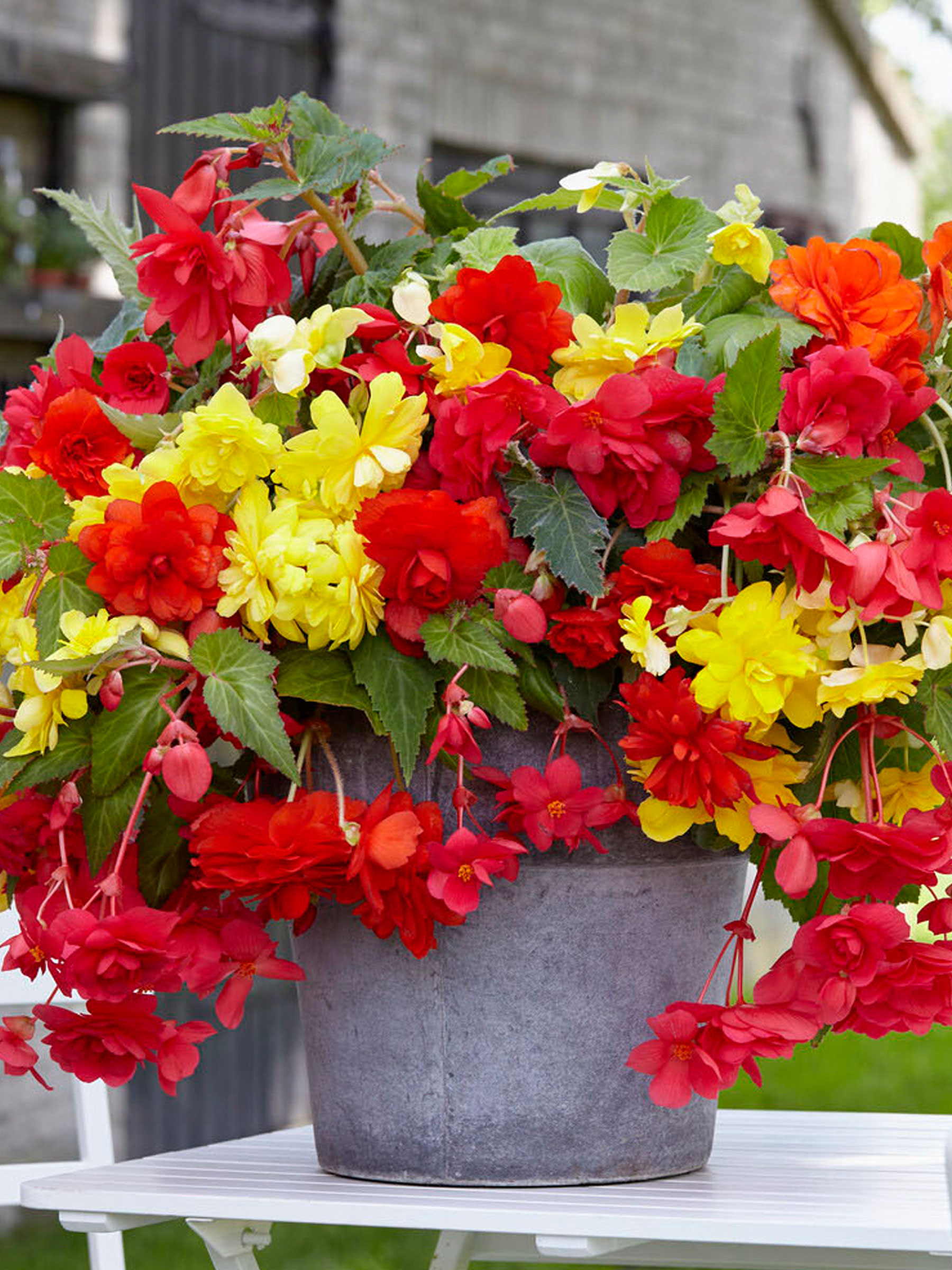 Perfect Partners Begonia Sunny Balcony | Bluestone Perennials