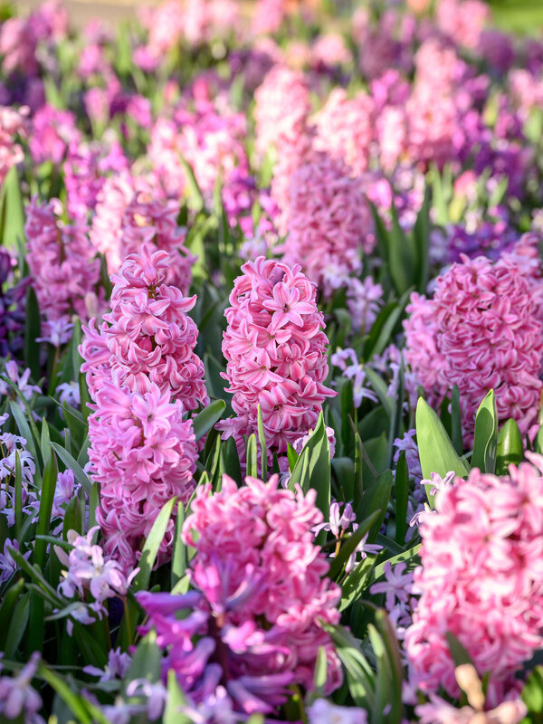 Pollinator Paradise Sweet Romance