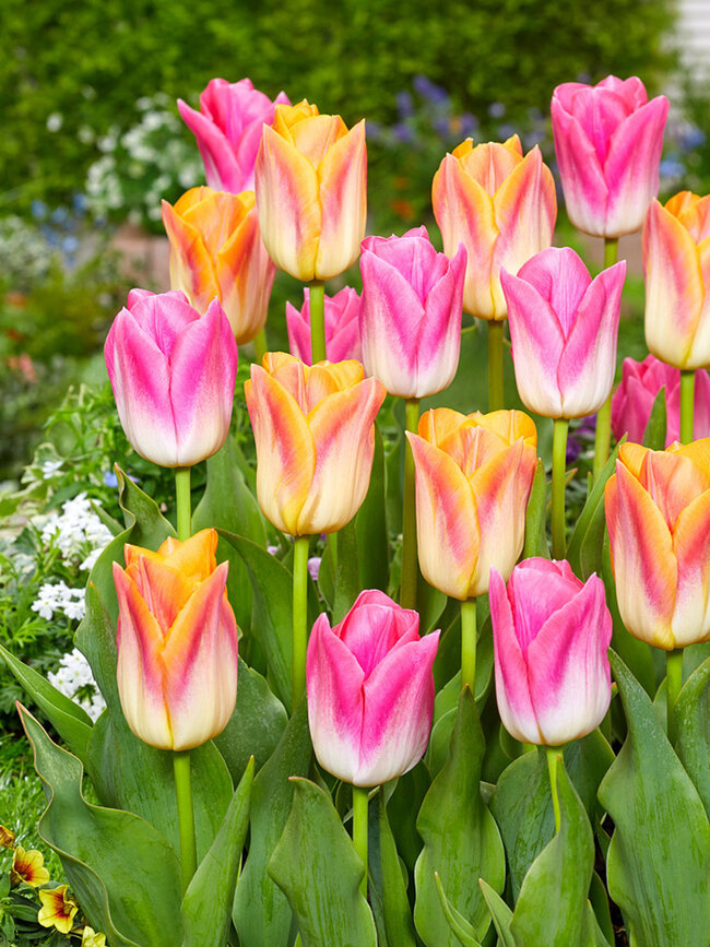 Tropical Paradise Tulip Blend