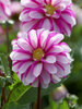 Dahlia Priceless Pink