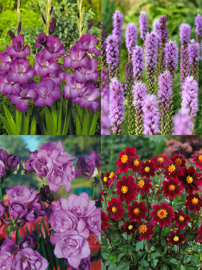 Bees and Butterflies Purple Collection | Bluestone Perennials