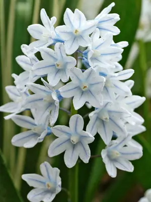 Link to Puschkinia Libanotica