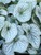 Brunnera Alexander