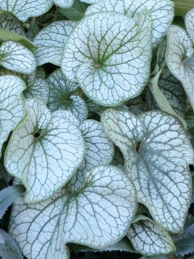 Brunnera Alexander's Great