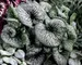 Brunnera Alexander's Great