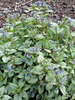 Brunnera Alexandria