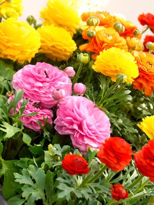 Link to Ranunculus Mixed