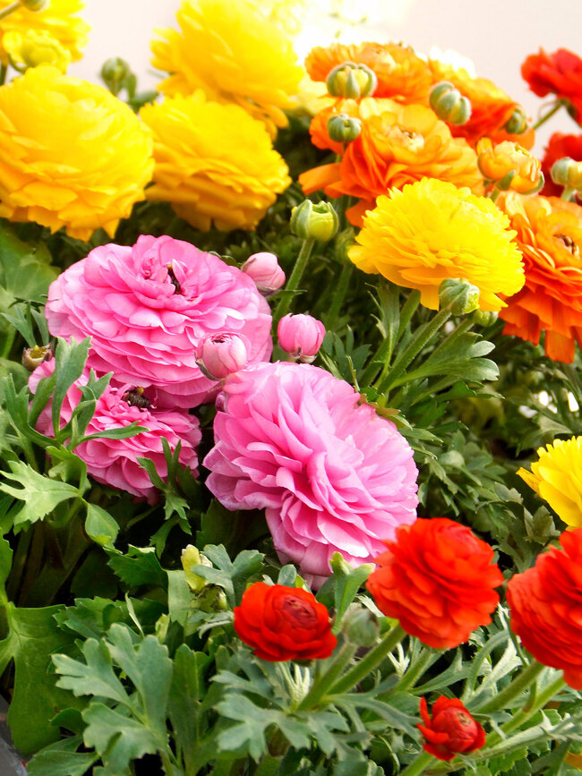 Ranunculus Mixed