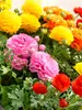 Ranunculus Mixed
